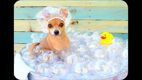 Time for a Bath Chihuahua - - 2022