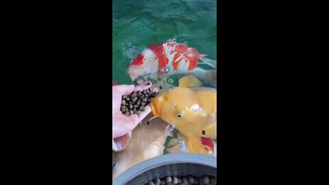 beautiful fish eating