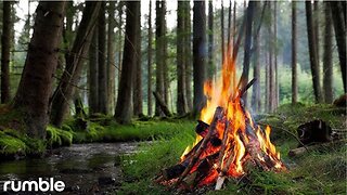 Forest Campfire 🔥Soothing Sounds of Nature 🌲