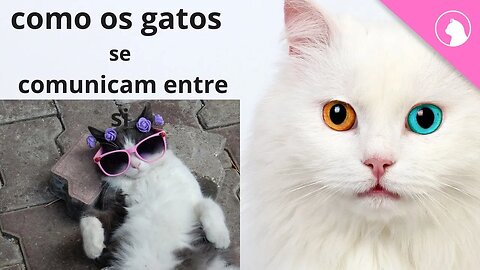 Como os Gatos de Comunicam entre si?