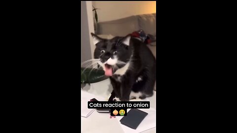 Cute cats reaction to onion 🧅🤮