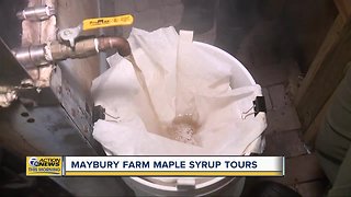 Maybury Farm Maple Syrup Tours