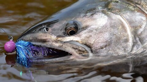 Twitching Jigs For Coho With Bob Kratzer! (North Coast Steelhead Update)