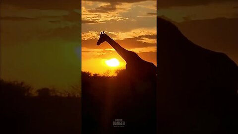 Giraffe Sunset #shorts | #ShortsAfrica