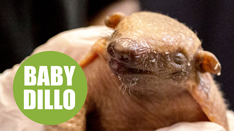 Baby armadillo born in UK zoo