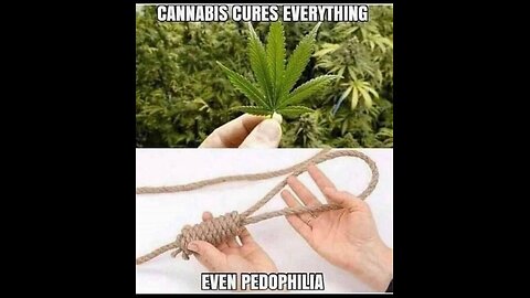 #950 CANNABIS CURES EVERYTHING LIVE FROM THE PROC 09.25.24