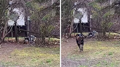 Dog Tries To Steal Neighboring Dog's Toy