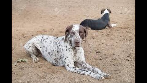 Top 10 stop hunting dog german short-haired pointer braco