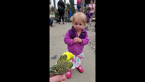 Toddler reacts to parakeet encounter at petting zoo