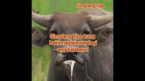 Tips bakit naglalaway lagi ang kalabaw