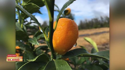 Kumquat Festival