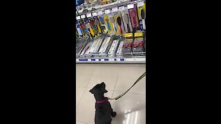 Little puppy barks at his reflection while at the store