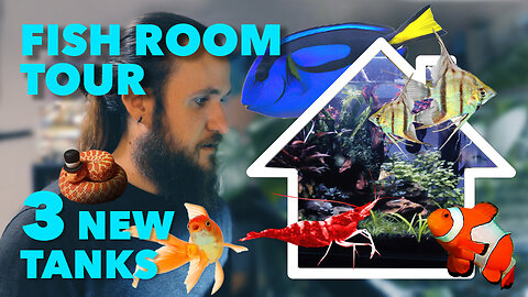 Finally Showing ALL My Fish and Reptiles! & New Tank Ideas!