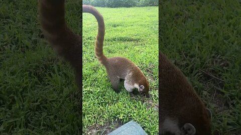 VERY CUTE!!!Gang Of Coties Causing Issues At A Resort In Cancun