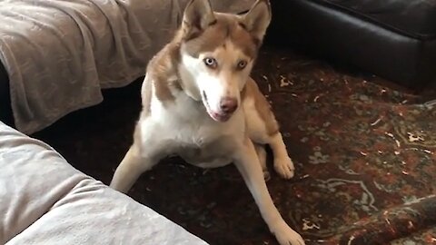 Husky Can't Contain Excitement After Package Arrives In The Mail