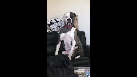 American Bulldog waits up for owner coming home past curfew