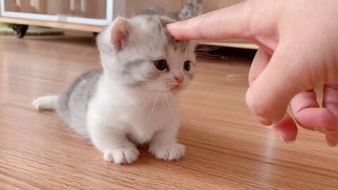 矮脚小奶猫学会走路啦 The little Kittens start walking