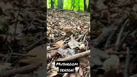 The 2 rules of mushroom 🍄 picking