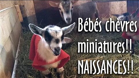 Les BÉBÉS CHÈVRES MINIATURES full MIGNON sont là! #152