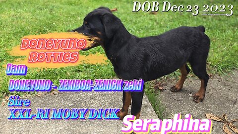 Doneyuno Rotties X Seraphina X Mom DAD