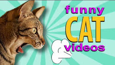 Funny crazy cat videos