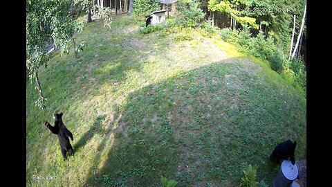 Wisconsin Black Bear and 4 Cubs