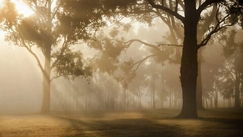 CANTO DOS PASSAROS - MANHÃ NO BOSQUE. - BIRD SINGING - MORNING IN THE WOODS.