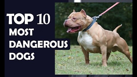 10 Most Dangerous Dog Breeds In The World In Urdu/Hindi | Largest Dog Breed | Pet Dogs