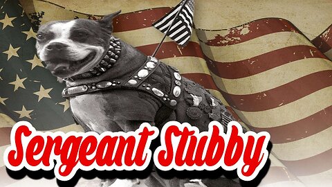 The Hero Dog of WWI: The Inspiring Story of Sergeant Stubby The Most Decorated War Dog Of World War1