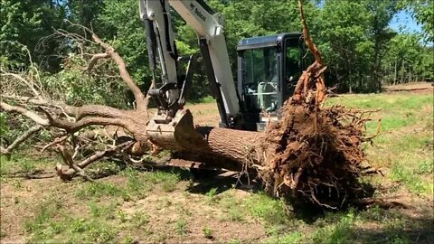 Tree Clearing, a BIG ONE with the Bobcat Mini Excavator!