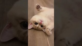 FUNNY CUTE KITTEN - Tiktok Compiled #Shorts