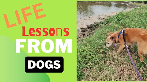 Lessons from DOGS