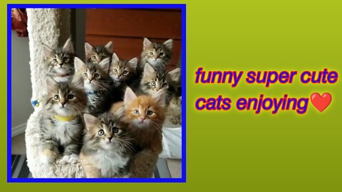 Pets cats | Enjoying❤ | #pets #cats #Entertainment #rumbletube #funny