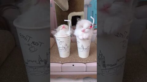 FUNNY CUTE PUPPY - Tiktok Compiled #Shorts