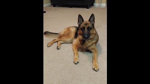 German Shepherd Playing and Training