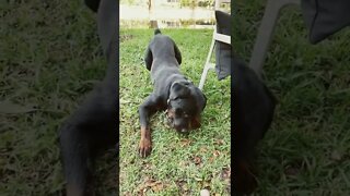 Samson the Rottweiler enjoying his new toy