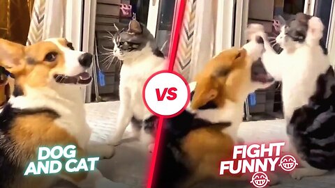 Funny dog ​​and cat fight