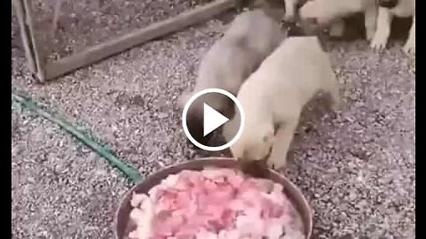 Kangal Shepherd Dog Puppies BreakFeast