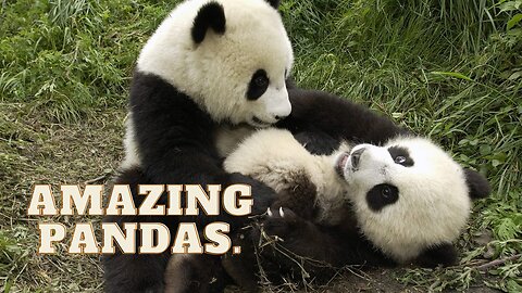 Amazing Pandas.