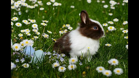 Baby Bunny Rabbits Binky - CUTEST Compilation