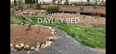 Mulching Daylily