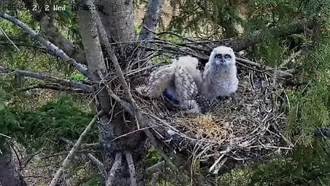 Ellis Farm-Stretches, Hops and Wingersizing 🦉 5/25/22 18:01