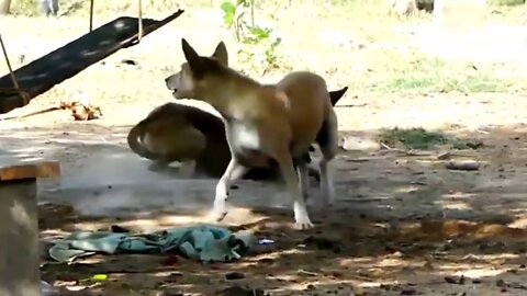 Troll Prank Dog Funny & fake Lion and Fake Tiger Prank To dog & Huge Box Prank to dog