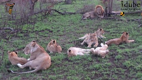 Daughters Of The Mapogo Lions - Rebuilding The Othawa Pride - 22: Afternoon With The Selati Males