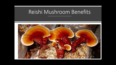 Reishi Mushroom Benefits