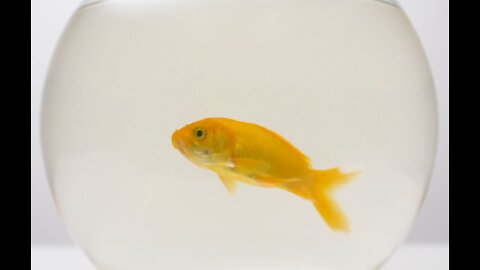 beautiful yellow fish in a bowl