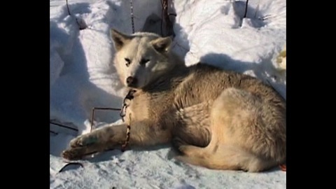 Russian Dog Sled Race