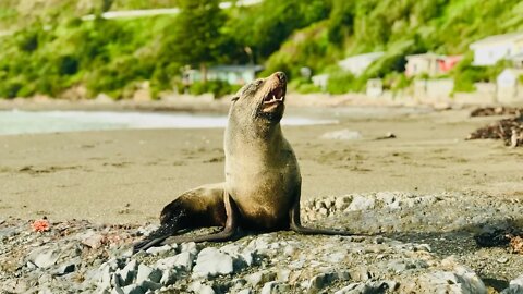 Fur seal