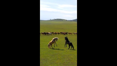 Mongolian horse