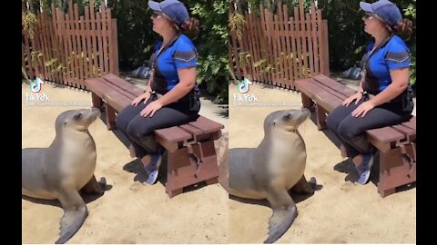 Amazing reaction of this cute Seal while trainor pretending didnt see him